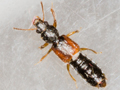 Bledius dissimilis